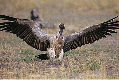 休闲游戏《爆炸猫2》Steam页面上线 发售日期待定